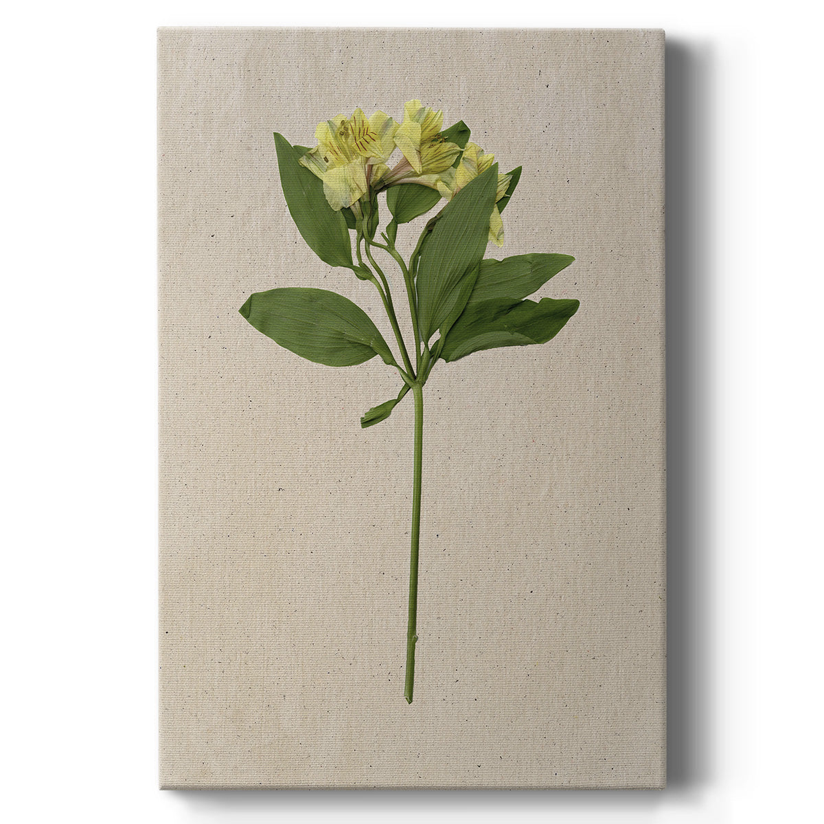 Pretty Pressed Flowers II Premium Gallery Wrapped Canvas - Ready to Hang