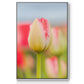 Twotone Tulip - Framed Premium Gallery Wrapped Canvas L Frame - Ready to Hang