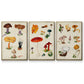 Mushroom Species IV - Floater Framed Canvas Set