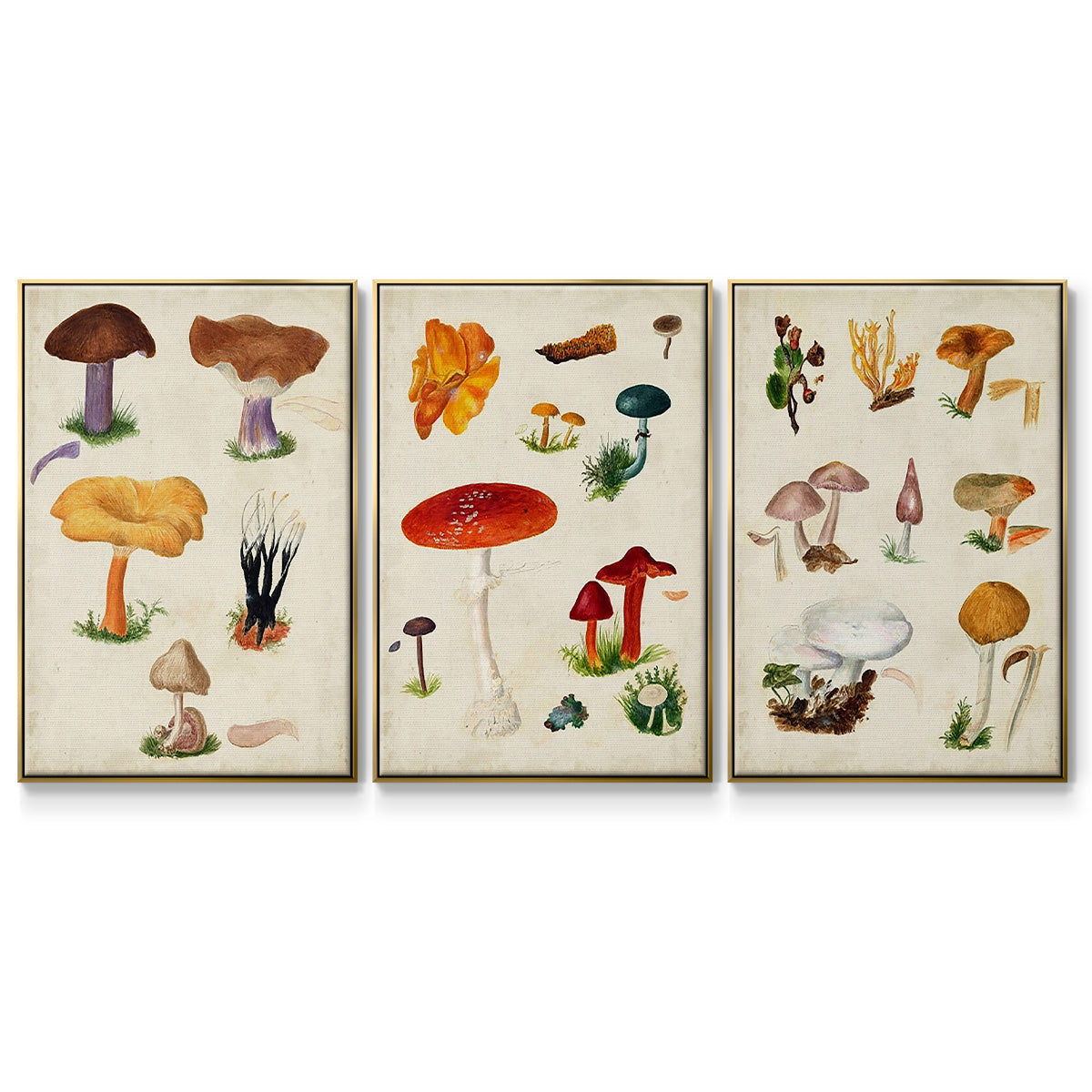 Mushroom Species IV - Floater Framed Canvas Set