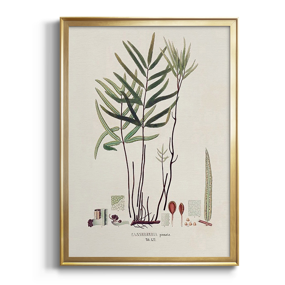 Botanical Society Ferns XI - Modern Framed Canvas Print