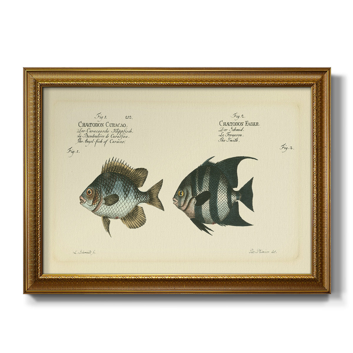 Bloch Antique Fish II Premium Framed Canvas- Ready to Hang