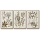 Sepia Botanical Journal VI - Floater Framed Canvas Set