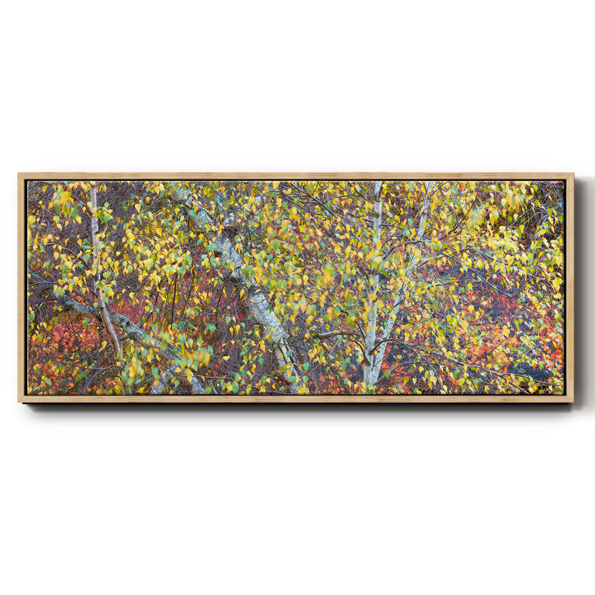 Tree Panorama IV - Floater Framed Canvas Print