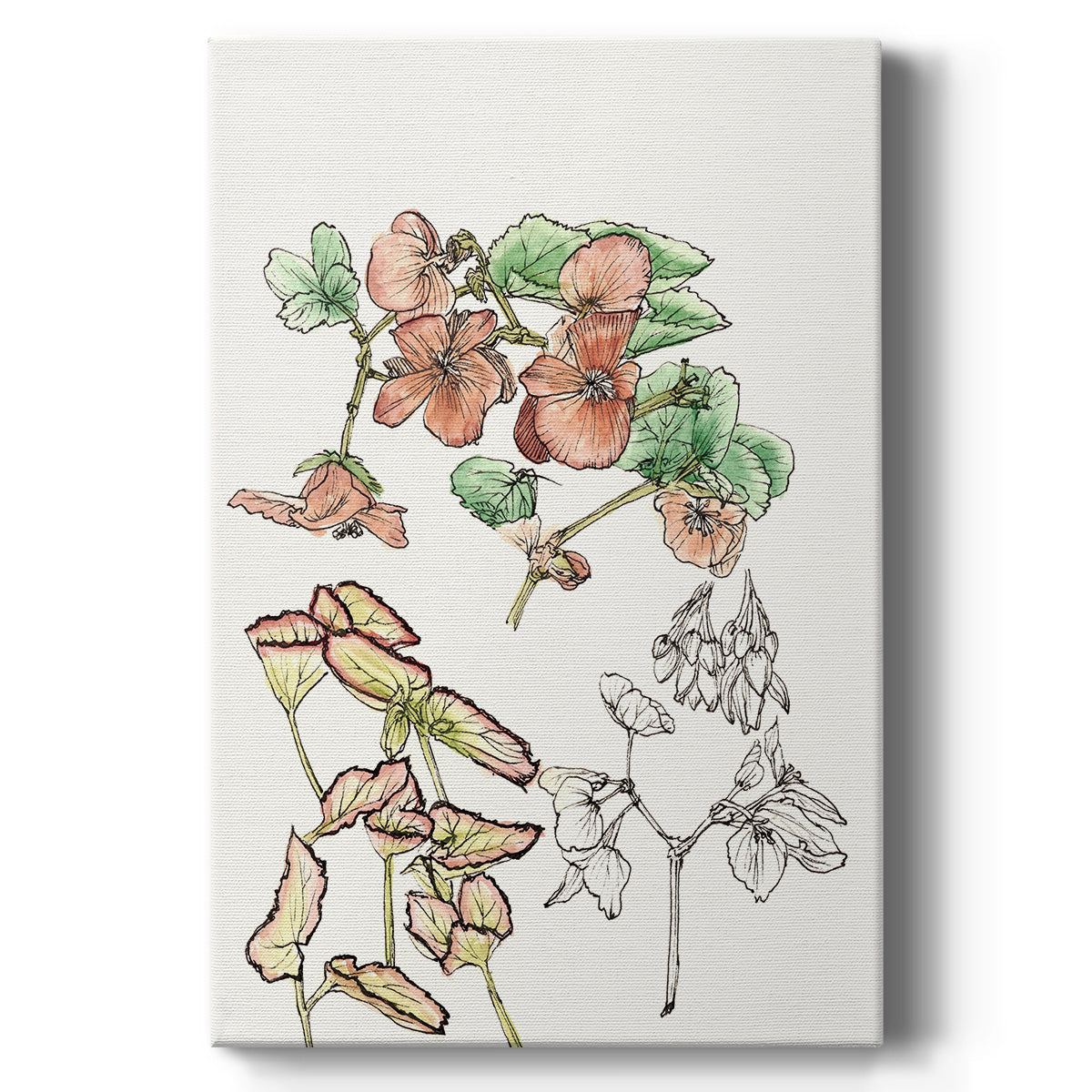 Begonia Study Premium Gallery Wrapped Canvas - Ready to Hang