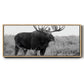Grand Teton Bull Moose - Floater Framed Canvas Print