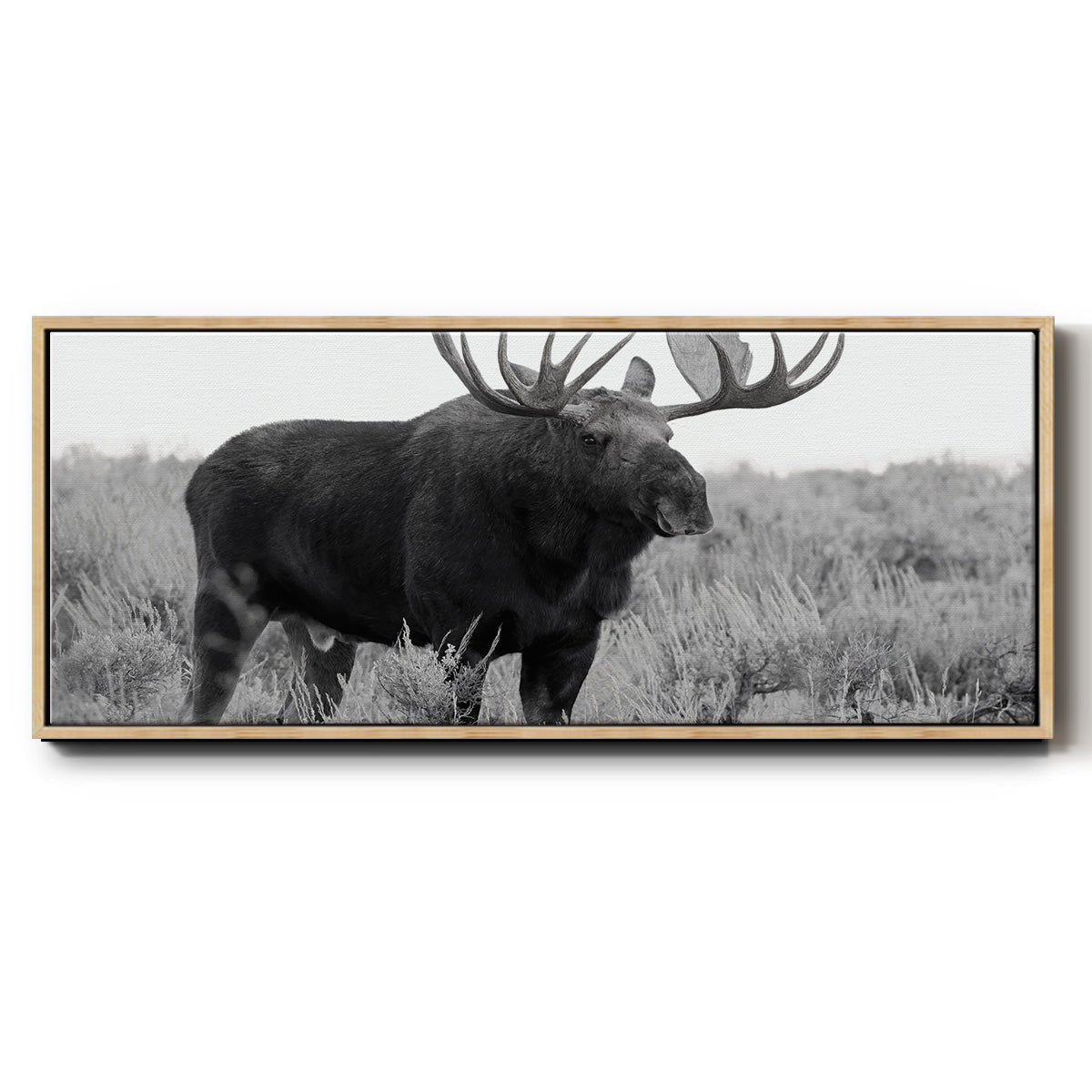 Grand Teton Bull Moose - Floater Framed Canvas Print