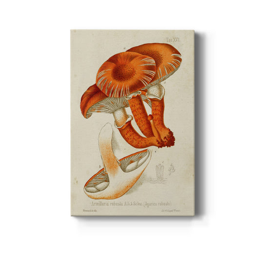 Mushroom Varieties VII Premium Gallery Wrapped Canvas - Ready to Hang