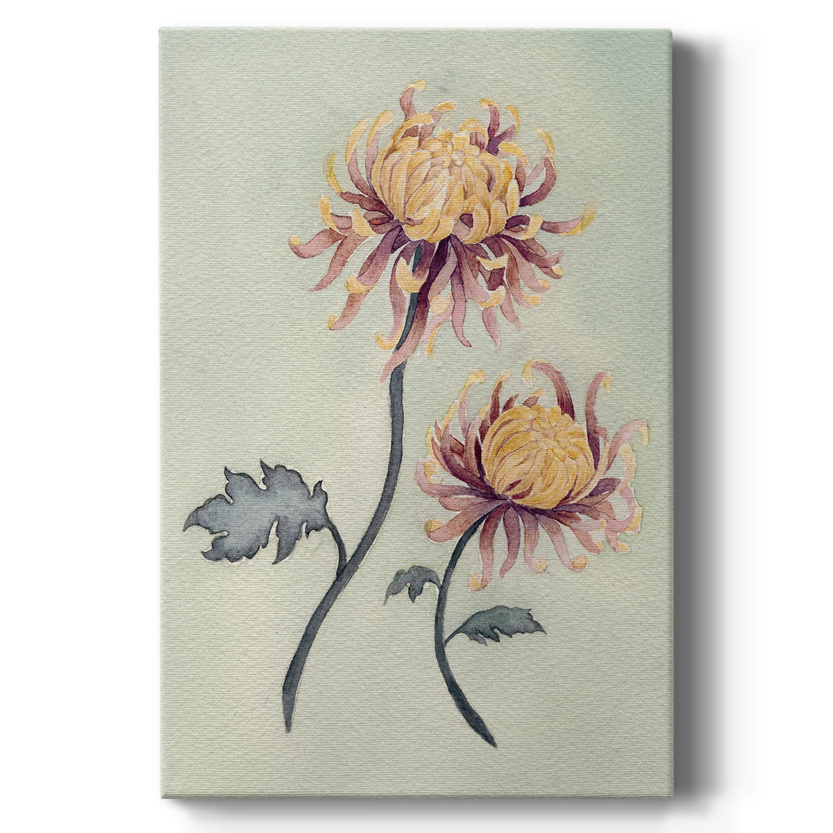 Chrysanthemum Beauty II - Canvas Art Print