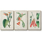Turpin Tropical Botanicals I - Floater Framed Canvas Set