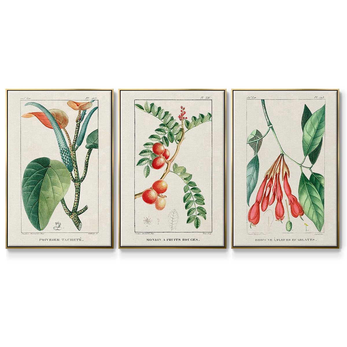 Turpin Tropical Botanicals I - Floater Framed Canvas Set
