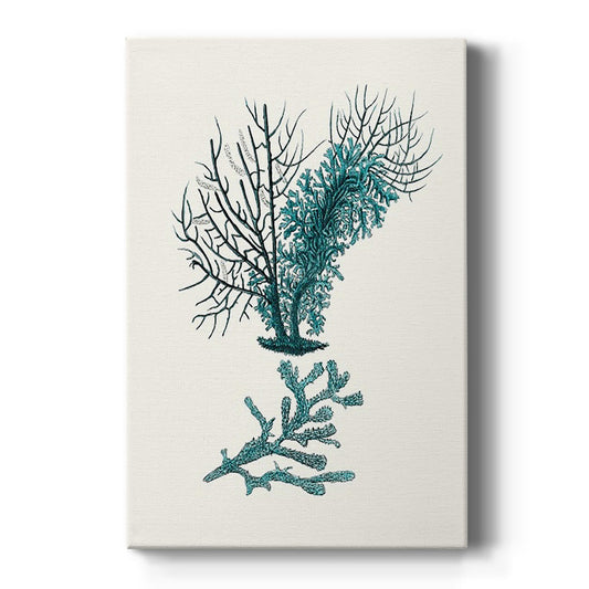 Antique Coastal Coral VI - Canvas Art Print