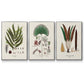 Botanical Society Ferns I - Framed Premium Gallery Wrapped Canvas L Frame 3 Piece Set - Ready to Hang