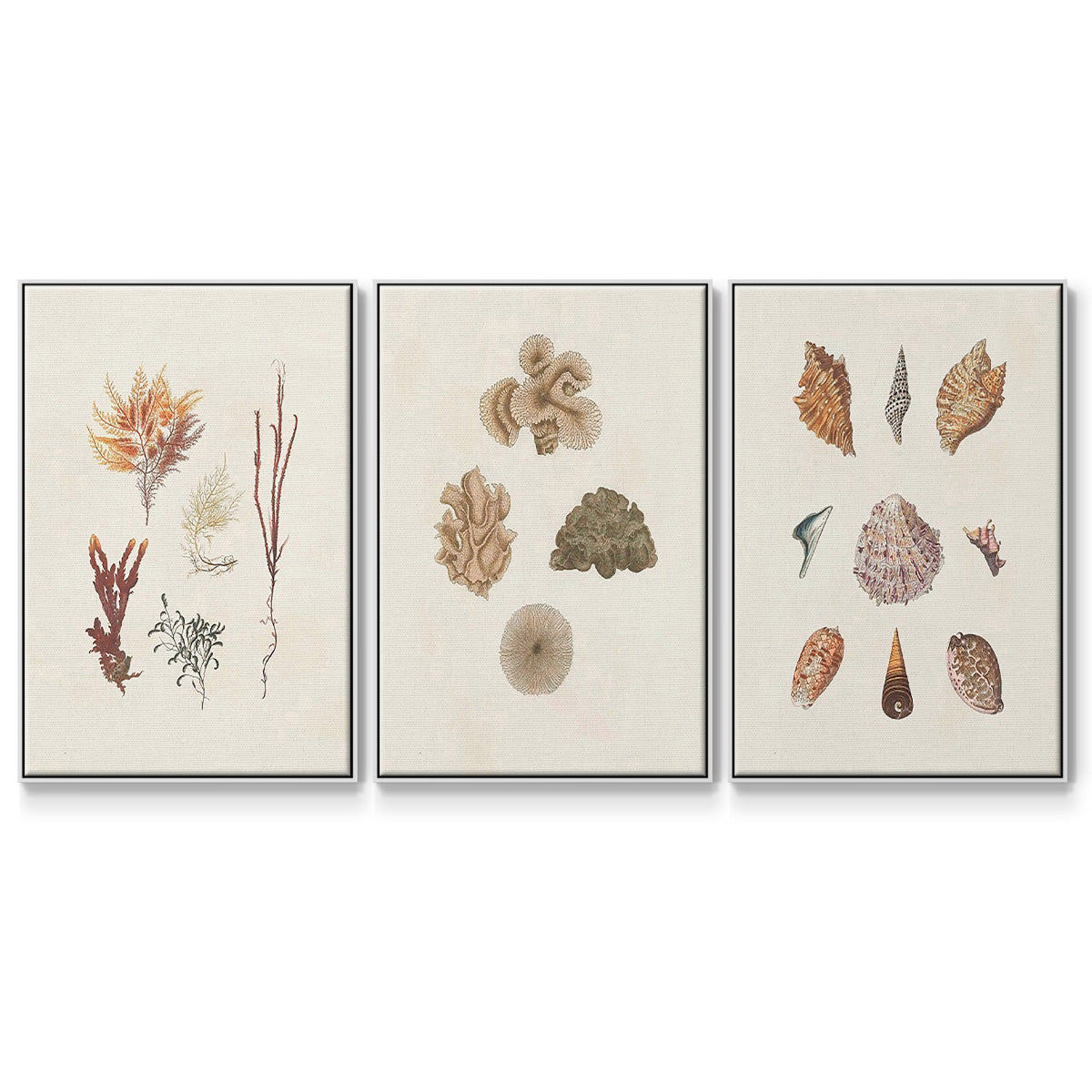 Knorr Shells & Coral VI - Framed Premium Gallery Wrapped Canvas L Frame 3 Piece Set - Ready to Hang