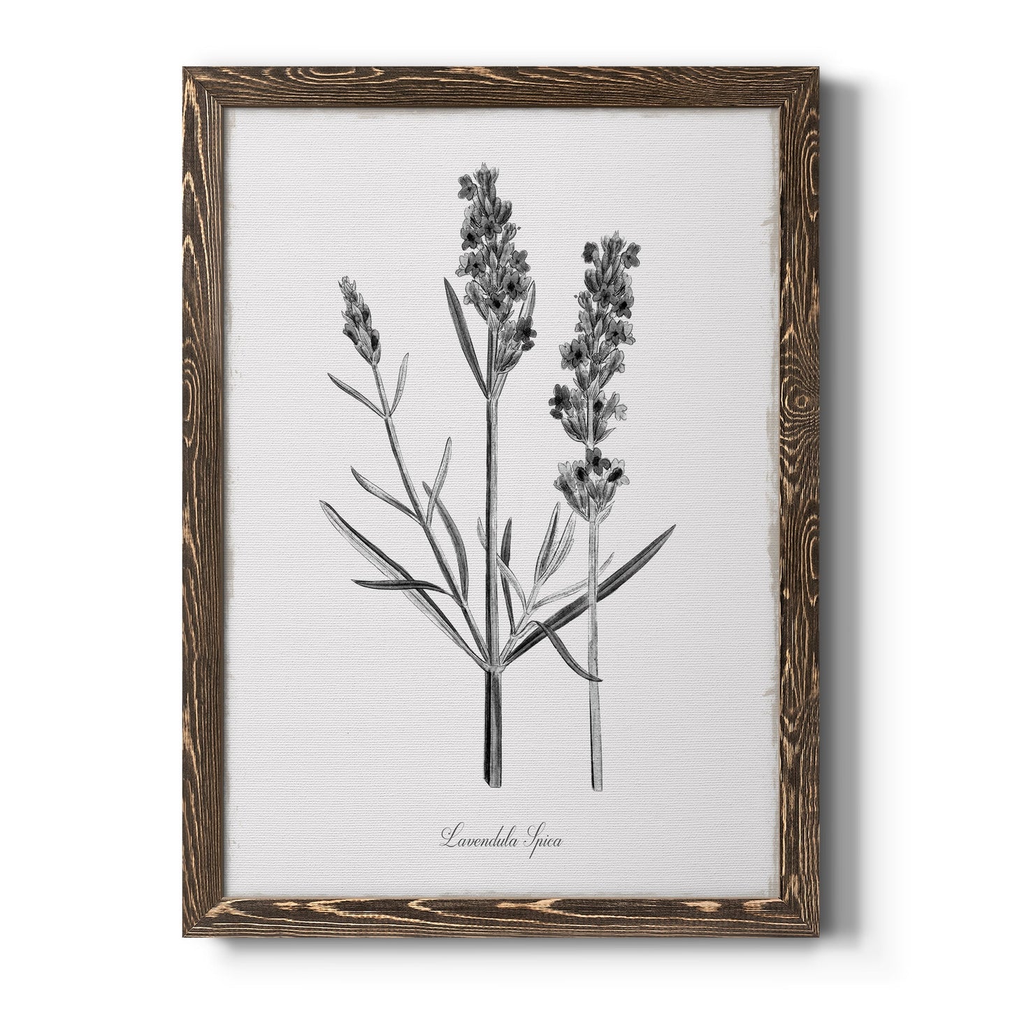 Simply Lavender - Barnwood Framed Canvas Print