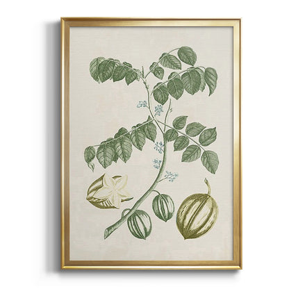 Buchoz Tropicals II - Modern Framed Canvas Print