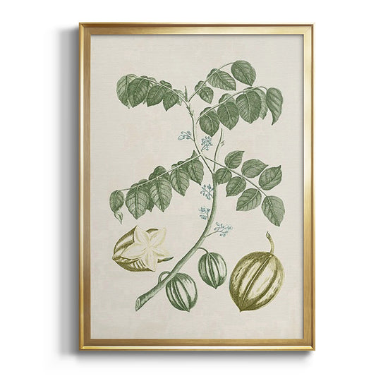 Buchoz Tropicals II - Modern Framed Canvas Print