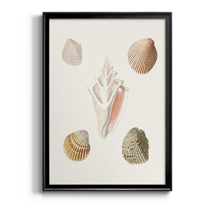 Pastel Knorr Shells IX - Modern Framed Canvas Print