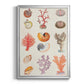 Coral & Shell Collage I -  Framed Canvas Print