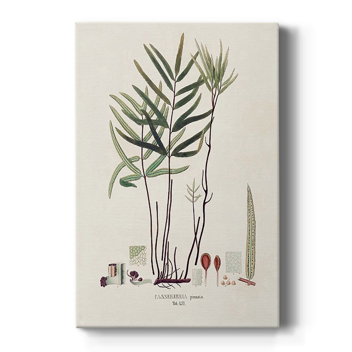 Botanical Society Ferns XI - Canvas Art Print