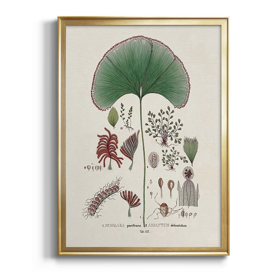 Botanical Society Ferns III - Modern Framed Canvas Print