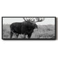 Grand Teton Bull Moose - Floater Framed Canvas Print