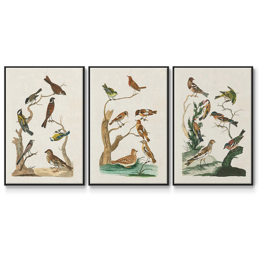 Antique Birds in Nature I - Floater Framed Canvas Set