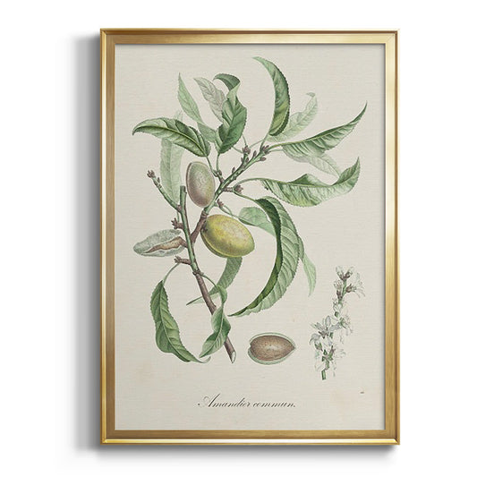 Antique Almond Botanical IV - Modern Framed Canvas Print