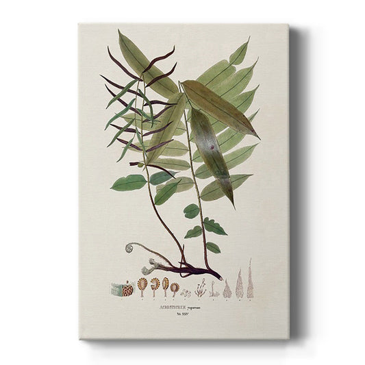 Botanical Society Ferns VI - Canvas Art Print