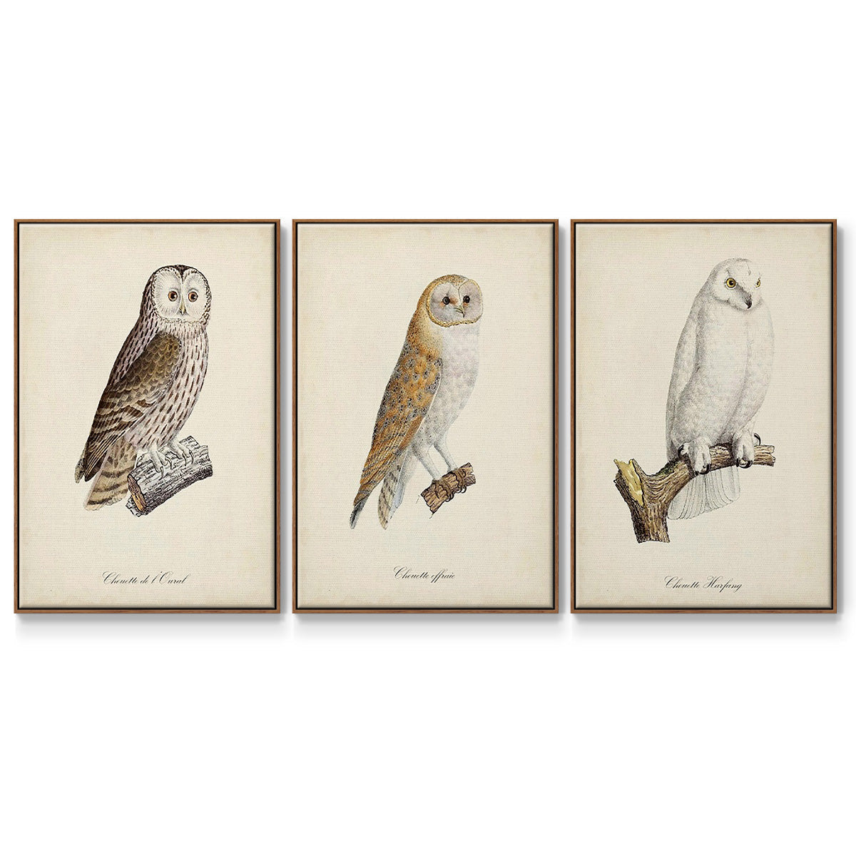 French Owls IV - Floater Framed Canvas Set