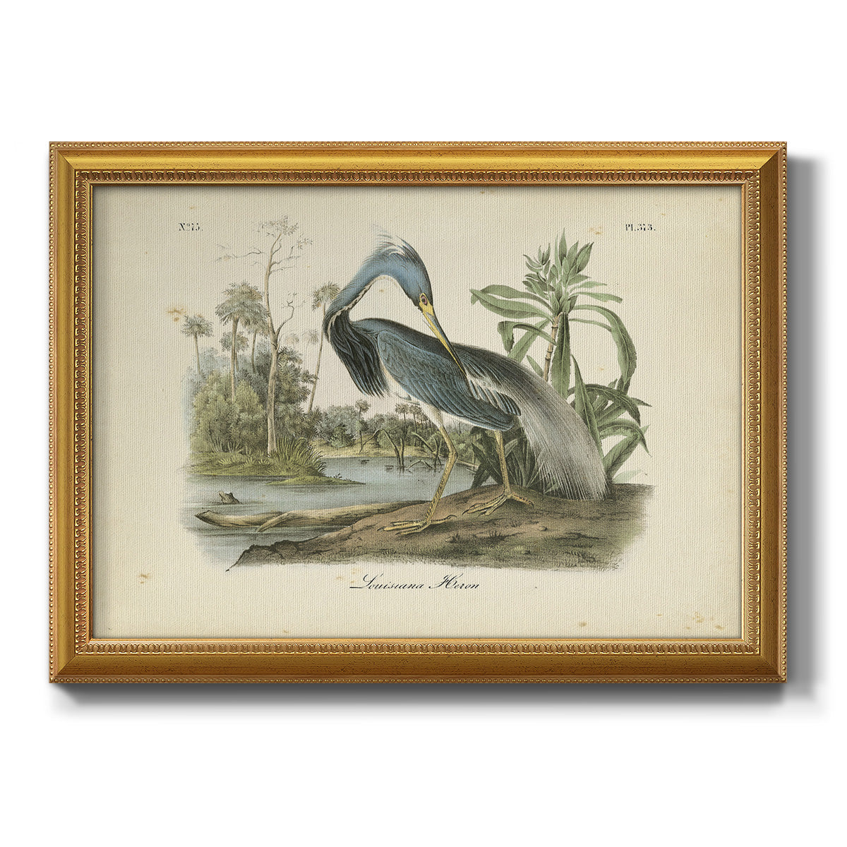 Audubons Louisiana Heron Premium Framed Canvas- Ready to Hang