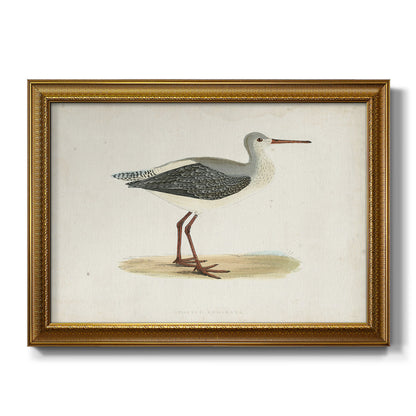 Morris Sandpipers I Premium Framed Canvas- Ready to Hang