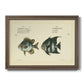 Bloch Antique Fish II Premium Framed Canvas- Ready to Hang