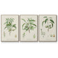 Antique Almond Botanical I - Floater Framed Canvas Set