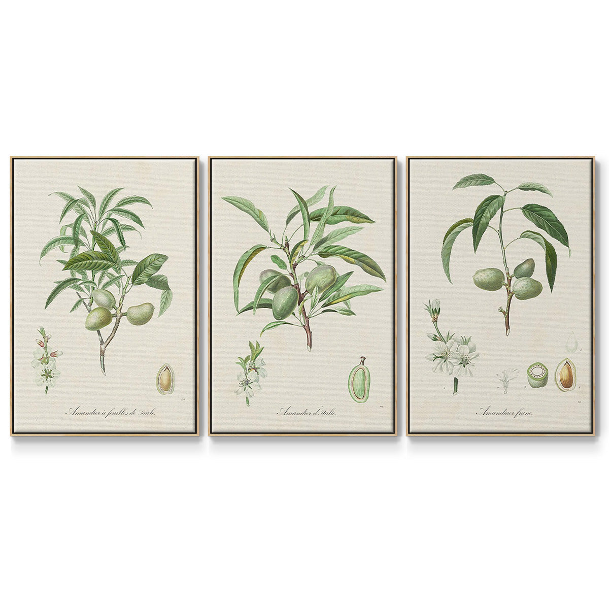 Antique Almond Botanical I - Floater Framed Canvas Set