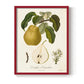 Vintage Pears I - Restickable Framed Art Print