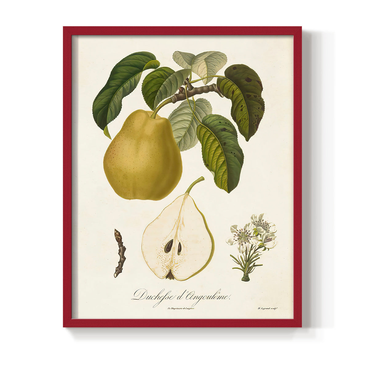 Vintage Pears I - Restickable Framed Art Print