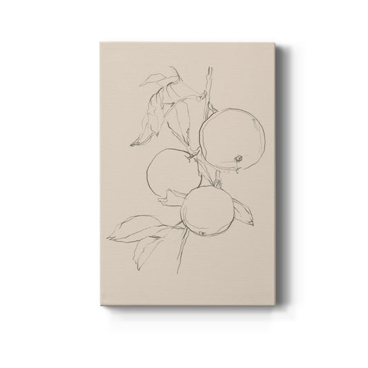 Fruit Contour Study I Premium Gallery Wrapped Canvas - Ready to Hang