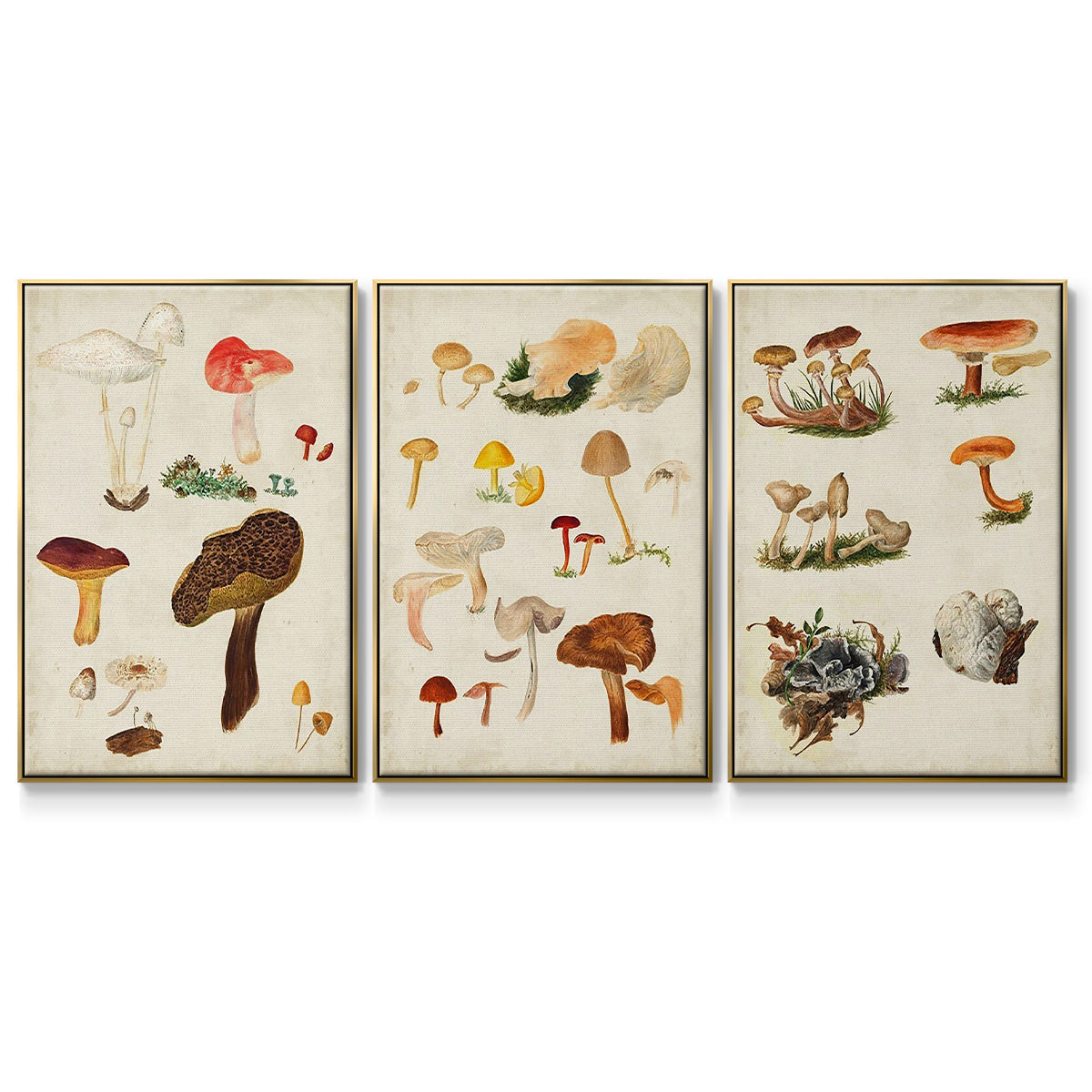 Mushroom Species VI - Framed Premium Gallery Wrapped Canvas L Frame 3 Piece Set - Ready to Hang