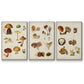 Mushroom Species I - Framed Premium Gallery Wrapped Canvas L Frame 3 Piece Set - Ready to Hang