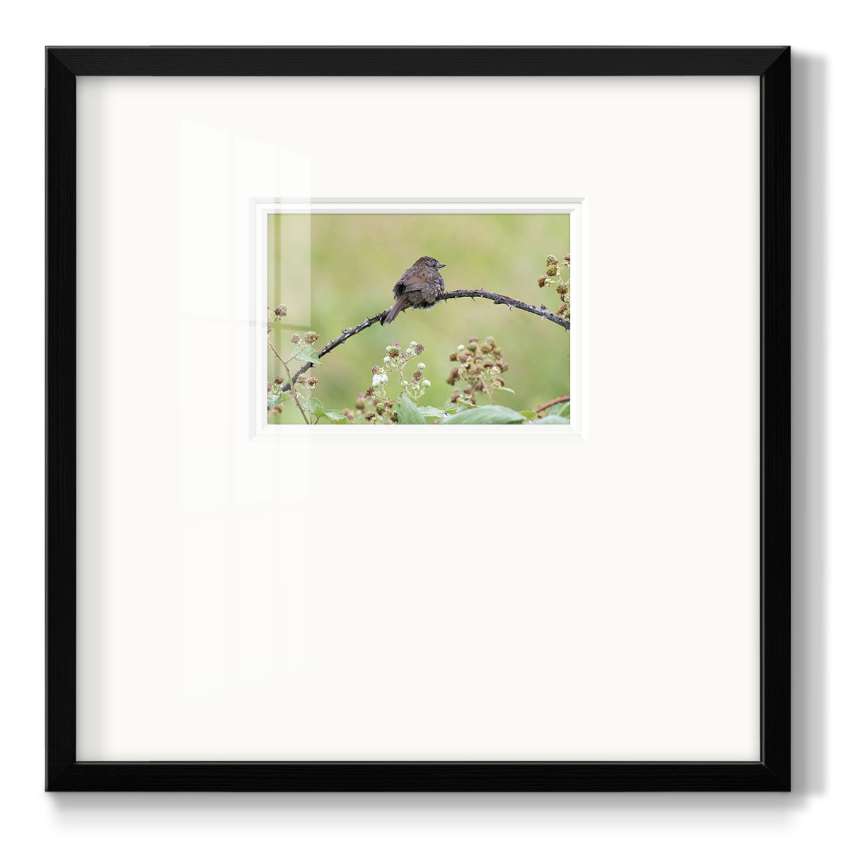 Resting Sparrow- Premium Framed Print Double Matboard