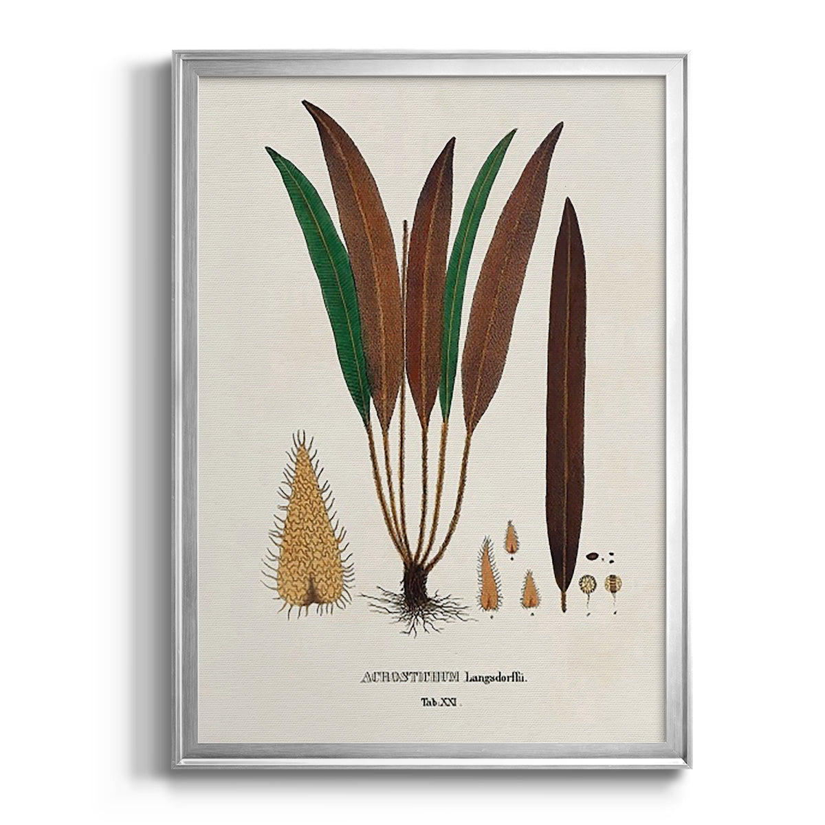 Botanical Society Ferns I - Modern Framed Canvas Print