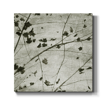 Laced Sky III - Canvas Art Print