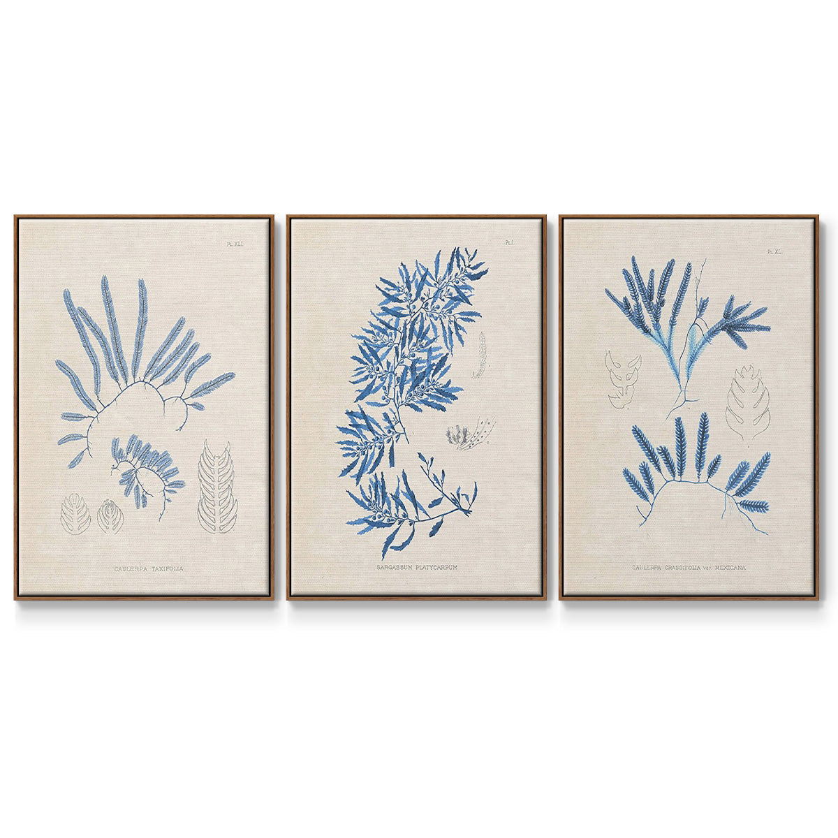 Blue Marine Algae I - Framed Premium Gallery Wrapped Canvas L Frame 3 Piece Set - Ready to Hang