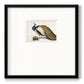 Peackock Plumage Premium Framed Print Double Matboard