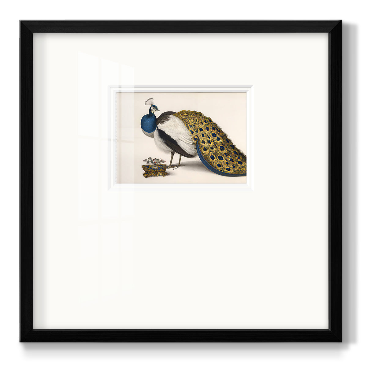 Peackock Plumage Premium Framed Print Double Matboard