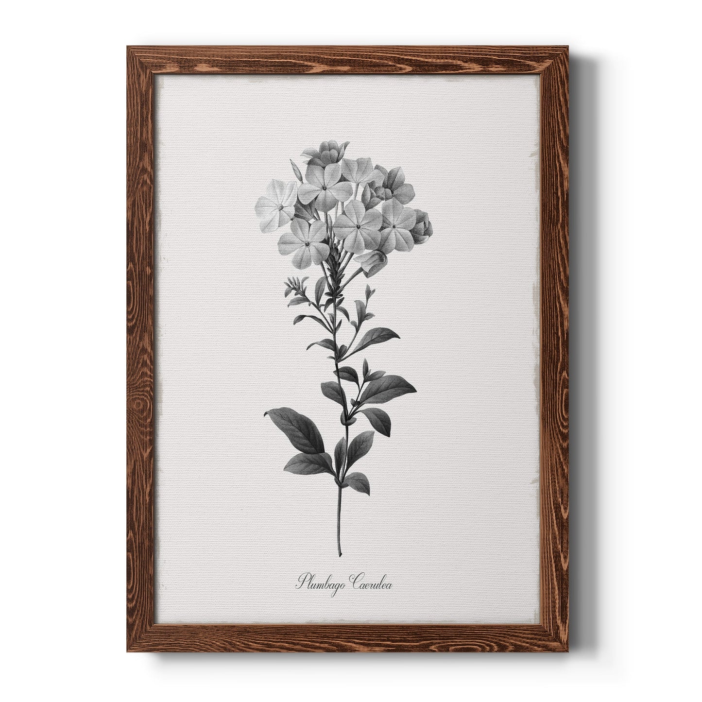 Simply Cape Leadwort - Barnwood Framed Canvas Print
