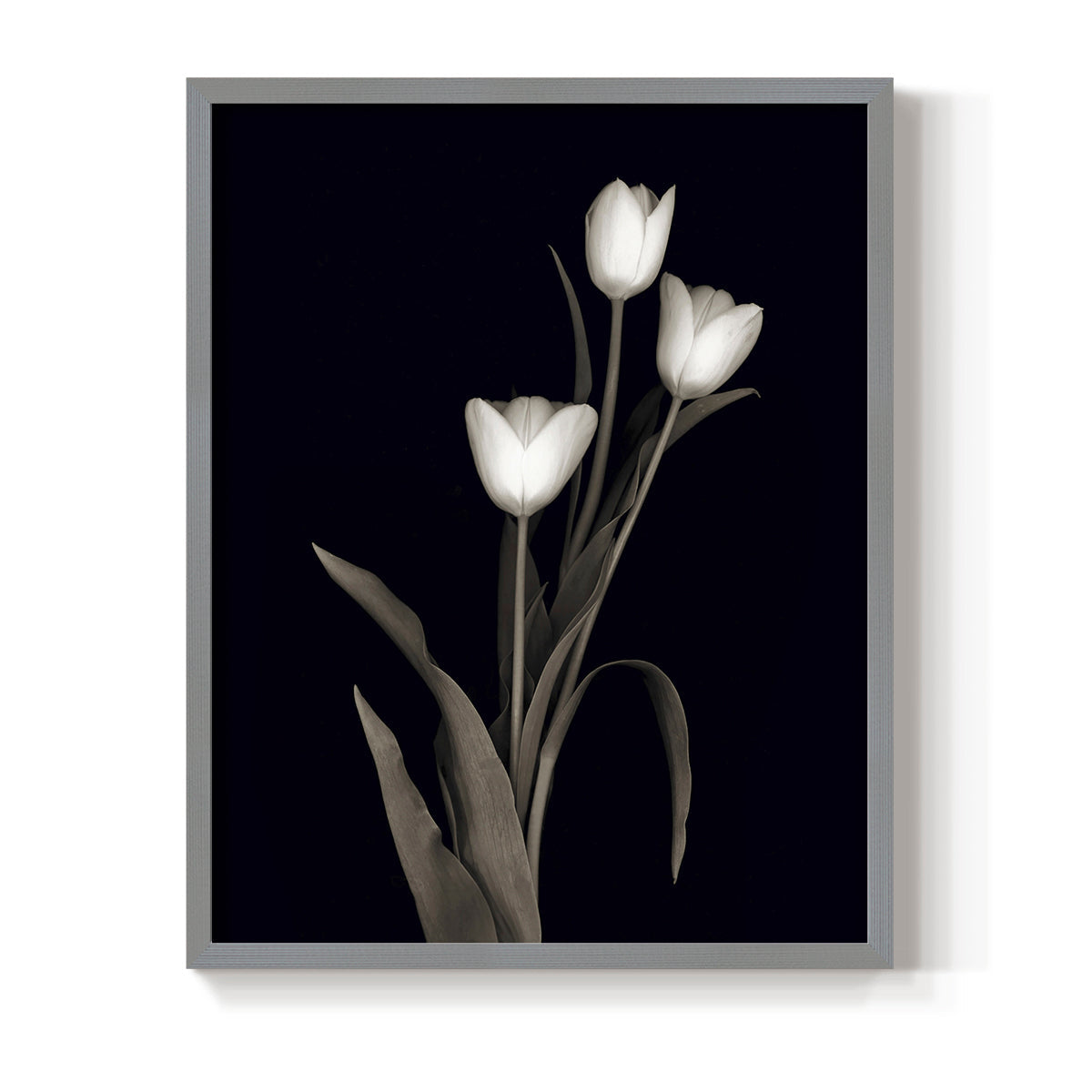 Tulip Pose I - Restickable Framed Art Print
