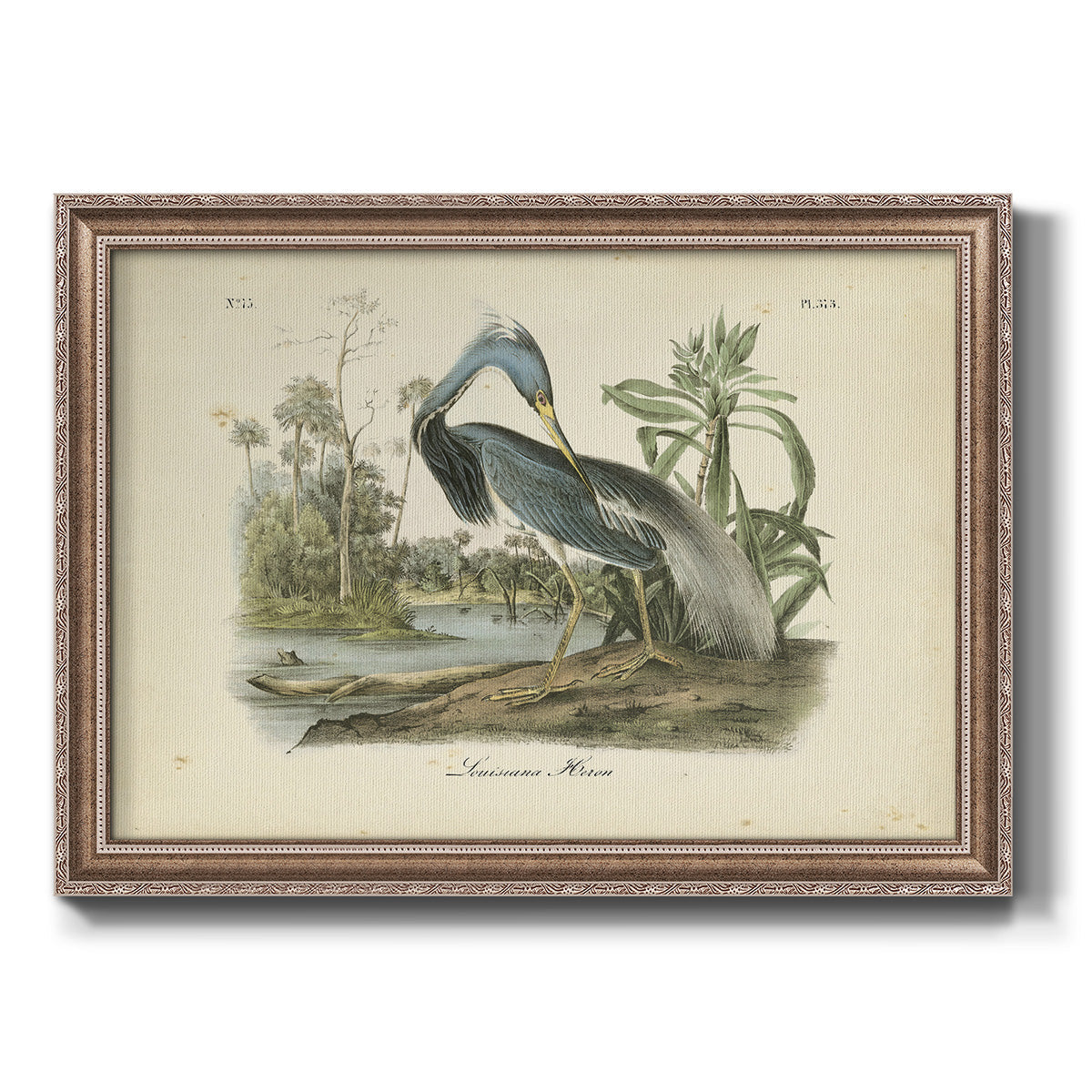 Audubons Louisiana Heron Premium Framed Canvas- Ready to Hang