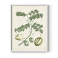 Buchoz Tropicals II - Restickable Framed Art Print